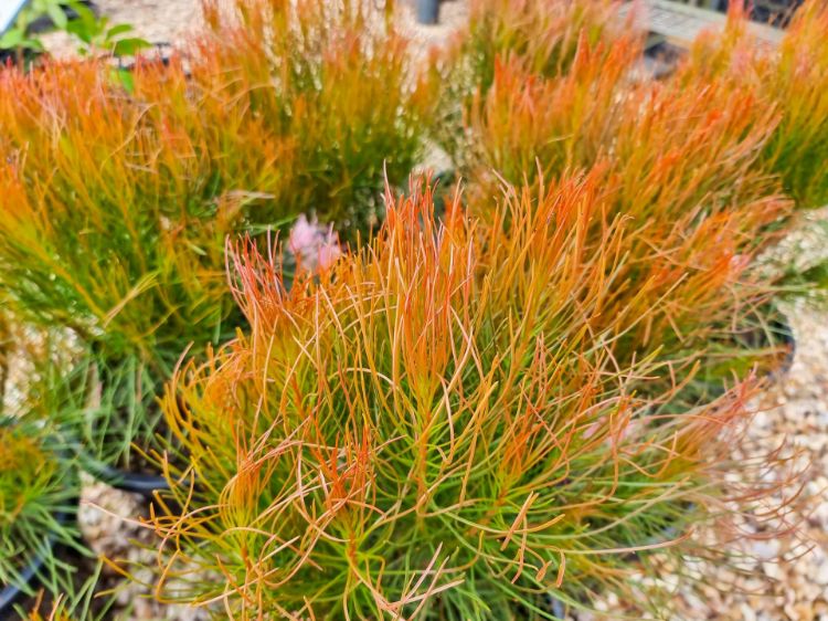 Picture of Aulax cancellata Bronze Haze