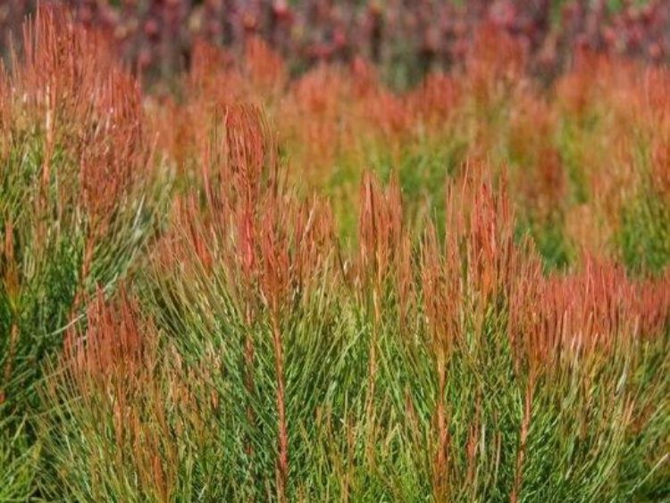 Picture of Aulax cancellata Bronze Haze