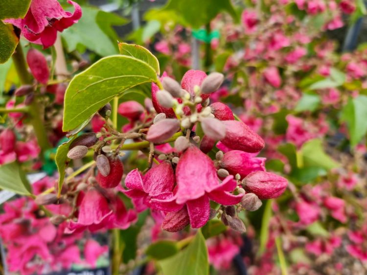 Picture of Brachychiton hybrida Magenta Bells PBR
