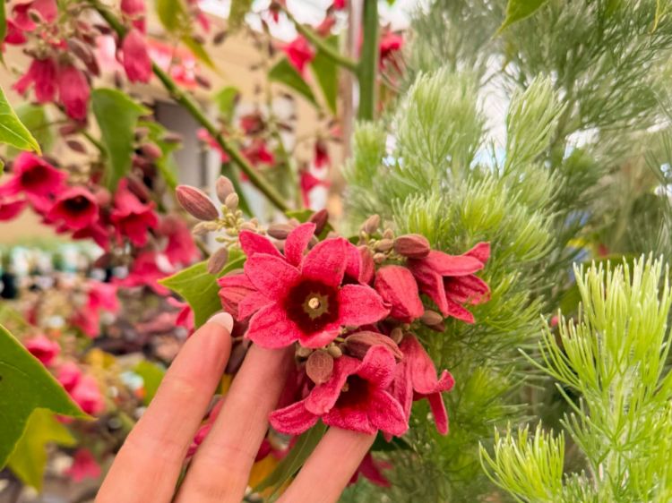 Picture of Brachychiton hybrida Magenta Bells PBR