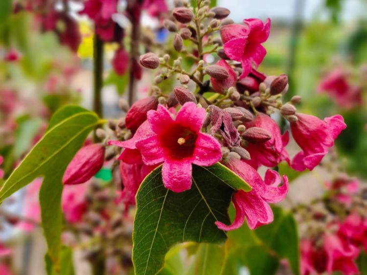 Picture of Brachychiton hybrida Magenta Bells PBR