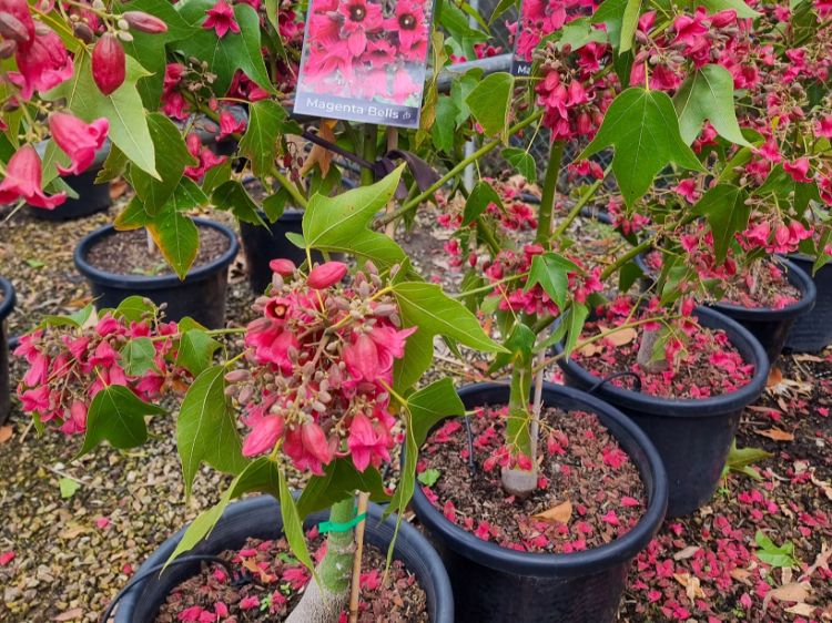 Picture of Brachychiton hybrida Magenta Bells PBR