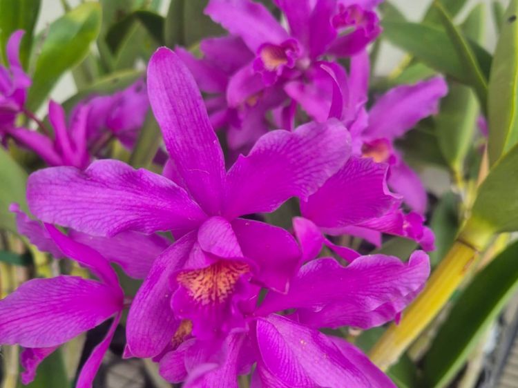 Picture of Cattleya labiata