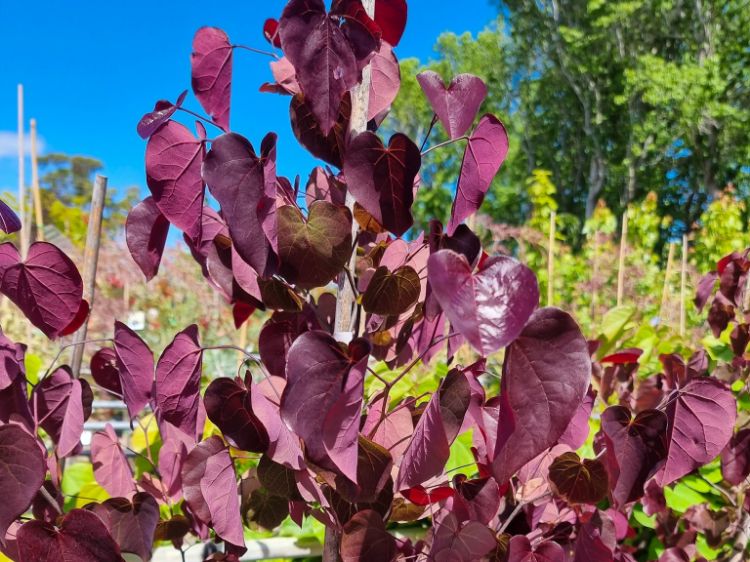 Picture of Cercis canadensis Merlot