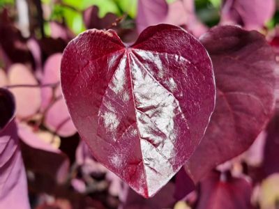 Picture of Cercis canadensis Merlot
