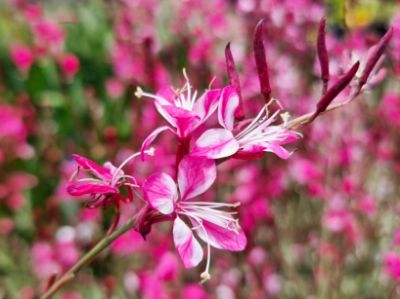Picture of Gaura lindheimeri Gambit Variegata Rose