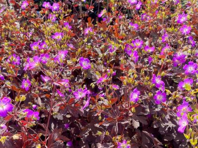 Picture of Geranium maculatum Stormy Night