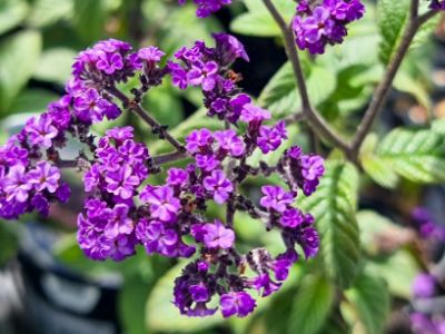 Picture of Heliotropium arborescens