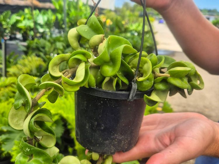 Picture of Hoya carnosa Compacta