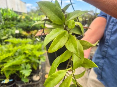 Picture of Hoya hybrida Sunrise