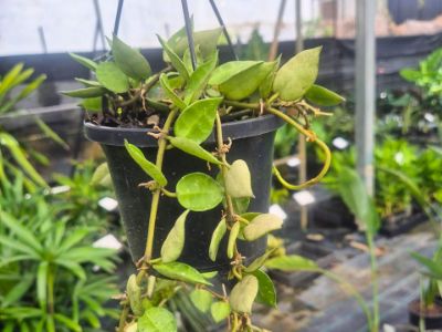 Picture of Hoya obovata