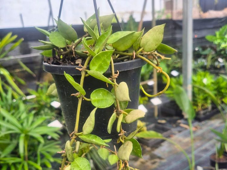 Picture of Hoya obovata