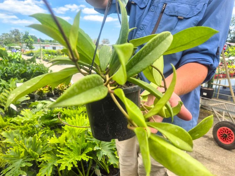 Picture of Hoya pubicalyx Silver Spot
