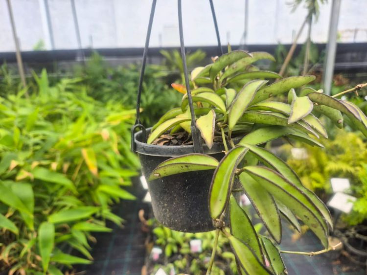 Picture of Hoya wayetii