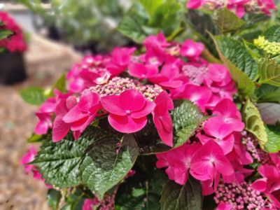 Picture of Hydrangea macrophylla Red Lace Cap