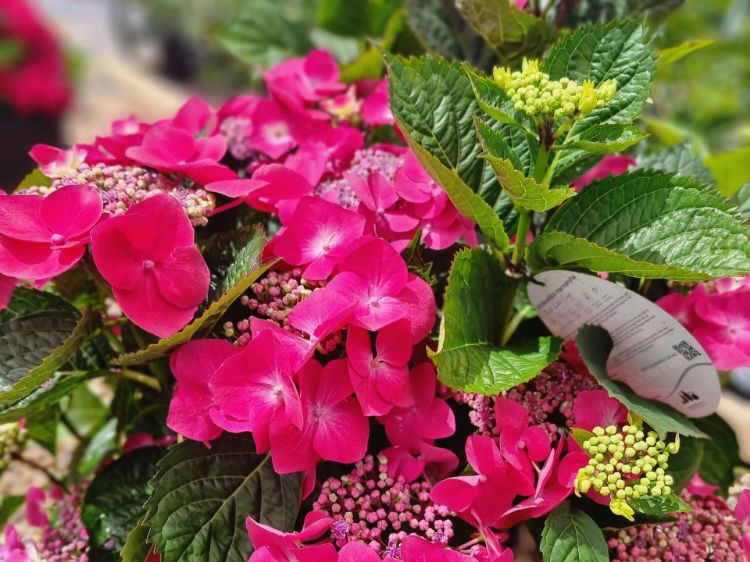 Picture of Hydrangea macrophylla Red Lace Cap