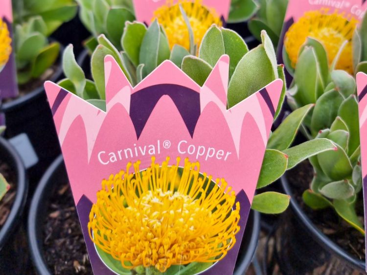 Picture of Leucospermum cordifolium Carnival Copper