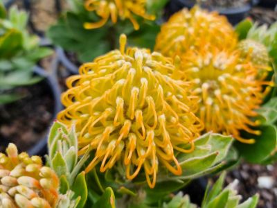 Picture of Leucospermum cordifolium Carnival Copper