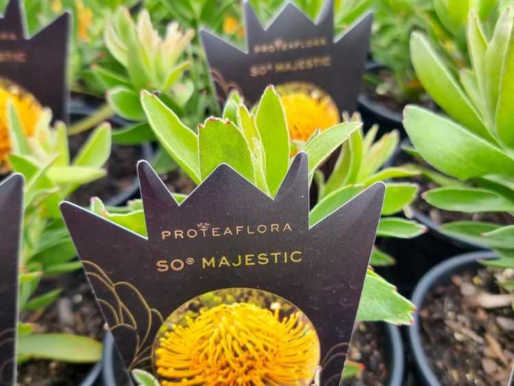 Picture of Leucospermum cordifolium Carnival Copper