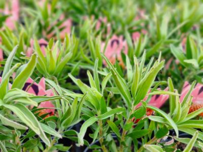Picture of Leucospermum lineare So Successful