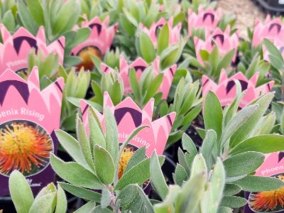 Picture of Leucospermum reflexum Phoenix Rising