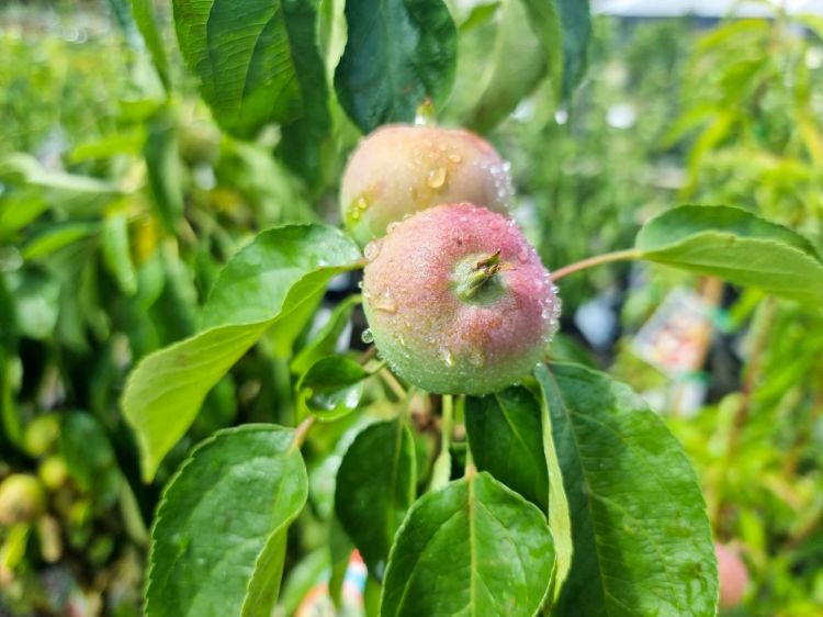 Picture of Malus domestica Herald