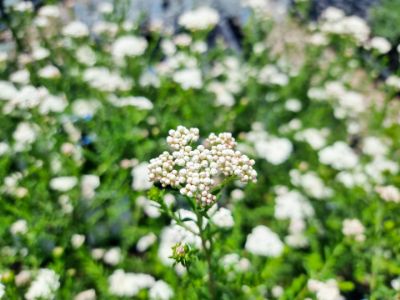 Picture of Ozothamnus diosmifolius Radiance