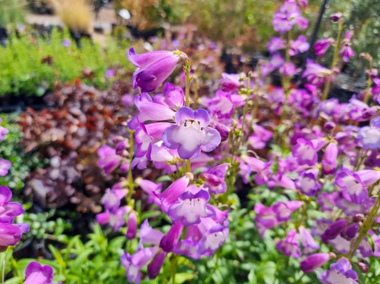 Picture of Penstemon hybrida Alice Hindley