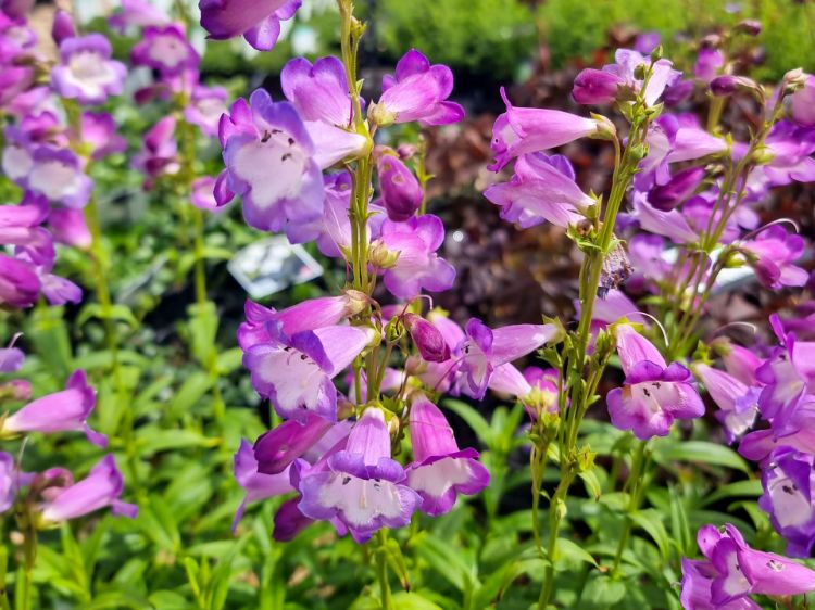 Picture of Penstemon hybrida Alice Hindley