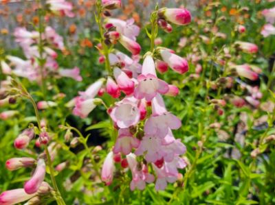 Picture of Penstemon hybrida Osprey