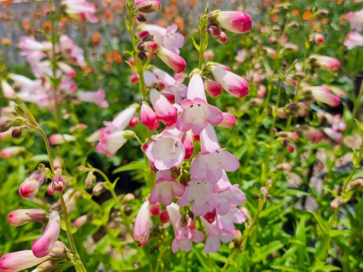 Picture of Penstemon hybrida Osprey