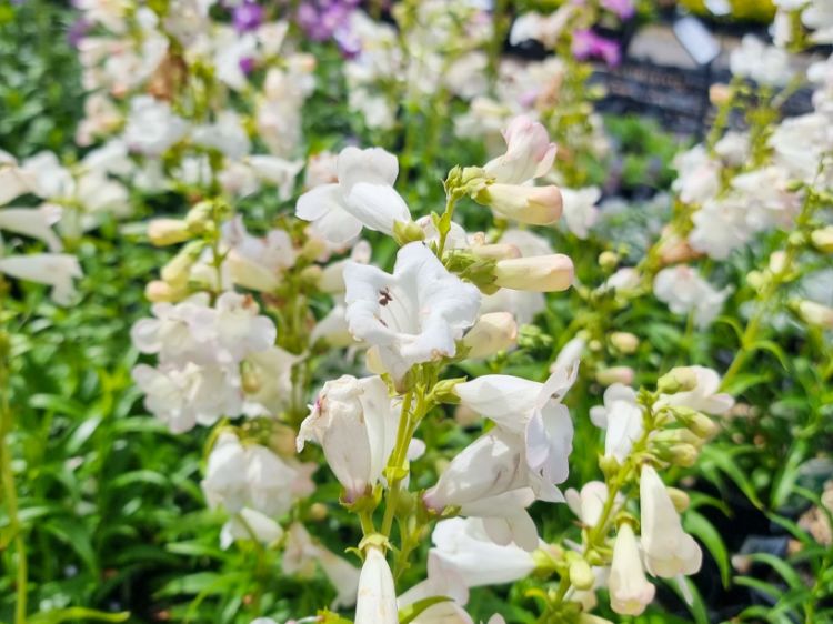 Picture of Penstemon hybrida Swan Lake