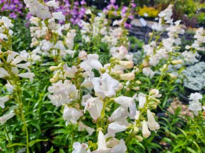 Picture of Penstemon hybrida Swan Lake