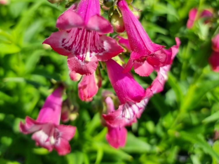 Picture of Penstemon scrophulariaceae Cha Cha Pink