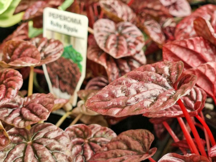 Picture of Peperomia caperata Ruby Ripples