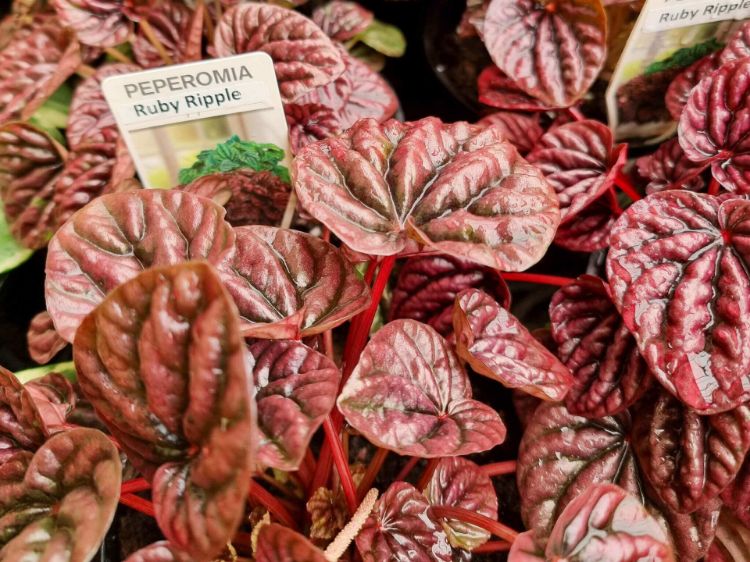 Picture of Peperomia caperata Ruby Ripples