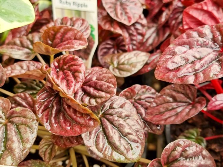 Picture of Peperomia caperata Ruby Ripples