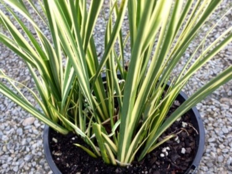 Picture of Acorus gramineus Variegata