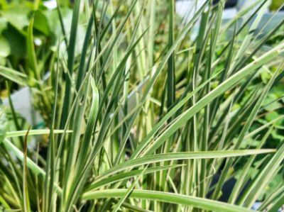 Picture of Acorus gramineus Variegata