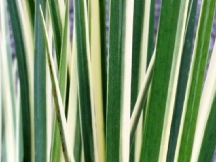 Picture of Acorus gramineus Variegata