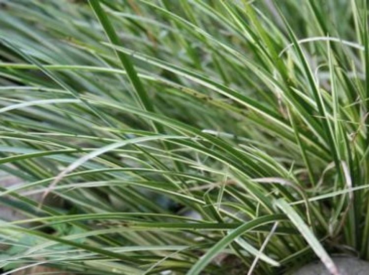 Picture of Acorus gramineus Variegata