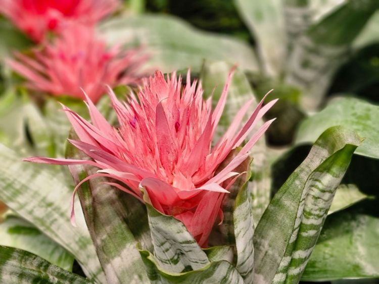 Picture of Aechmea fasciata