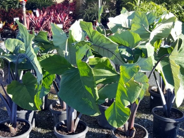 Picture of Colocasia esculenta