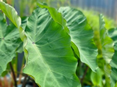Picture of Colocasia esculenta