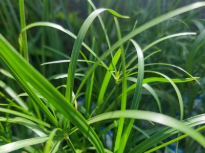 Picture of Cycnogeton procerum