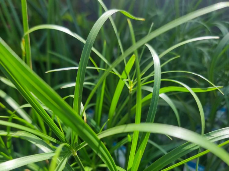 Picture of Cycnogeton procerum