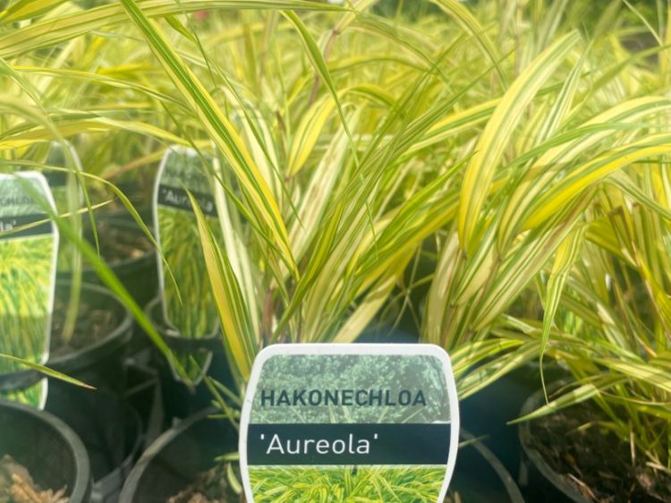 Picture of Hakonechloa macra Aureola
