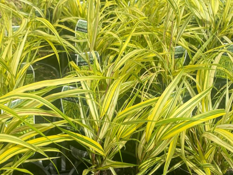 Picture of Hakonechloa macra Aureola