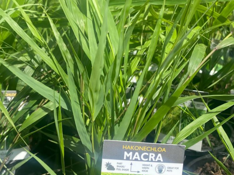 Picture of Hakonechloa macra Green