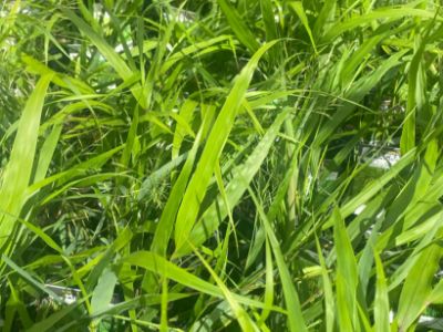 Picture of Hakonechloa macra Green